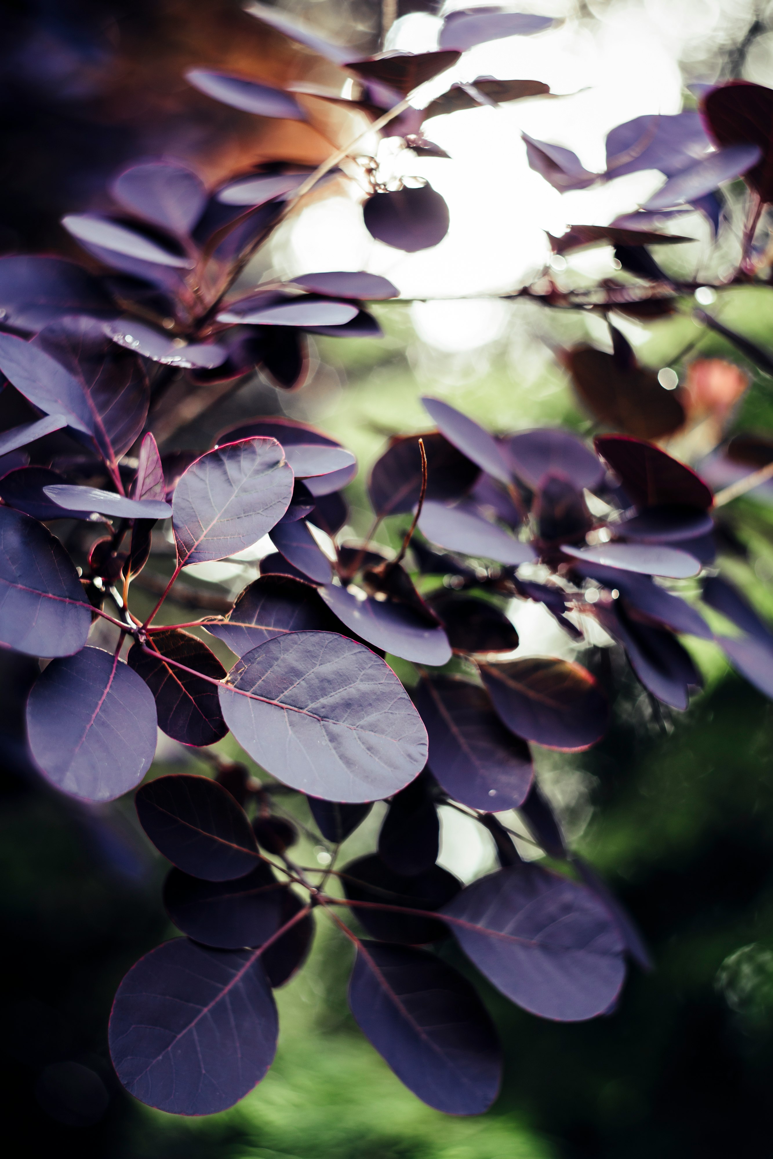 green and brown leaves in tilt shift lens